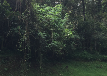 avaluo-comercial-de-lote-urbano-en-los-cerros-de-suba-bajo-normas-niif-en-la-ciudad-de-bogota